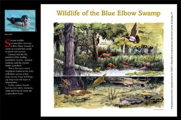 Blue Elbow Swamp